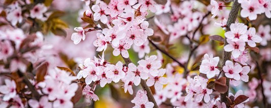 Caring for Your Trees In Spring: A Guide to Seasonal Maintenance | The Complete Guide to Pleached Trees