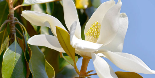 Caring for Your Trees in Summer: Watering, Responding to Hosepipe Bans & Heat Stress | The Complete Guide to Pleached Trees