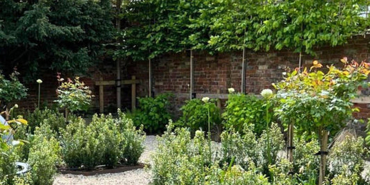 Design by Numbers: Attractive Ways to Plant Pleached Trees | The Complete Guide to Pleached Trees
