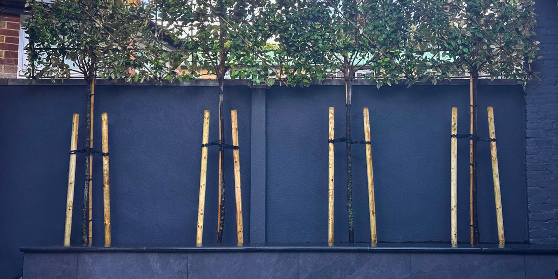 Elevated Elegance: Can Pleached Trees Be Grown in Pots, Containers or Raised Beds? | The Complete Guide to Pleached Trees