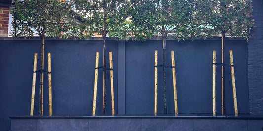 Elevated Elegance: Can Pleached Trees Be Grown in Pots, Containers or Raised Beds? | The Complete Guide to Pleached Trees