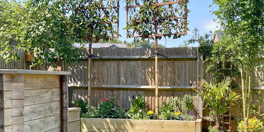 Groundwork for Success: Growing Pleached Trees in a New Build Garden | The Complete Guide to Pleached Trees