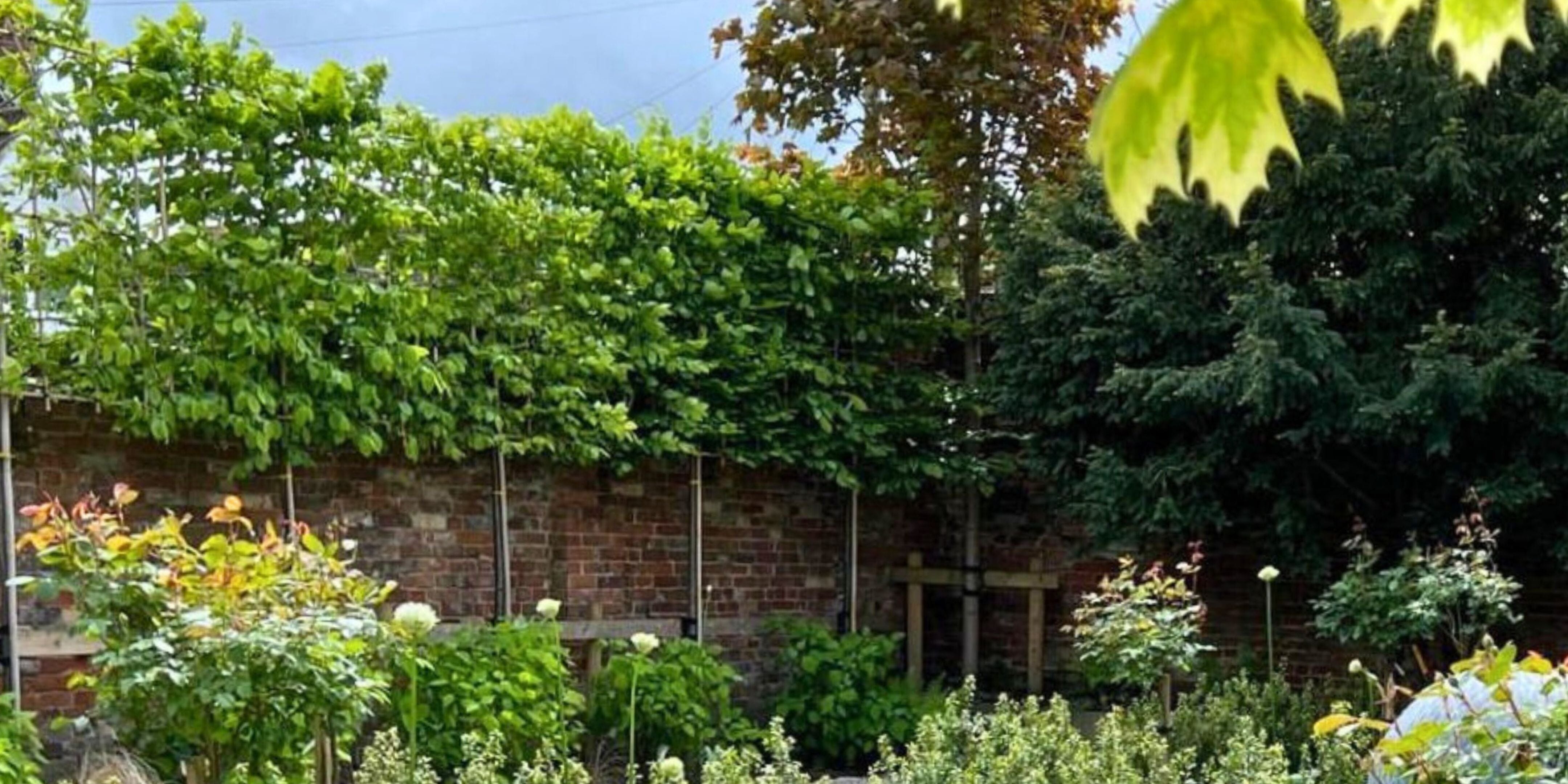 Hedge On Stilts: What Are Pleached Trees? | Pleached Trees For Priavcy ...