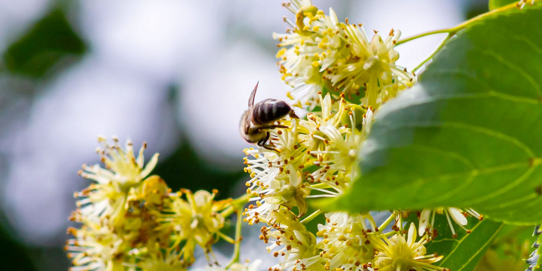 Our Pleachy Trees at BBC Gardeners’ World Live! We're Buzzing About It | The Pleachy Post