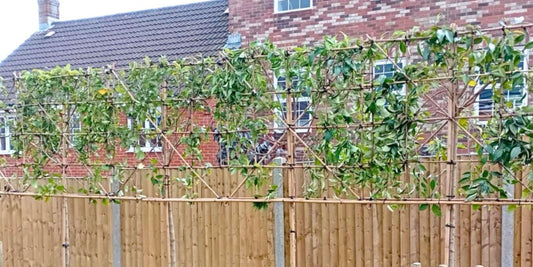 Overlooked New Build: Creating Privacy in a Modern Garden | The Complete Guide to Pleached Trees