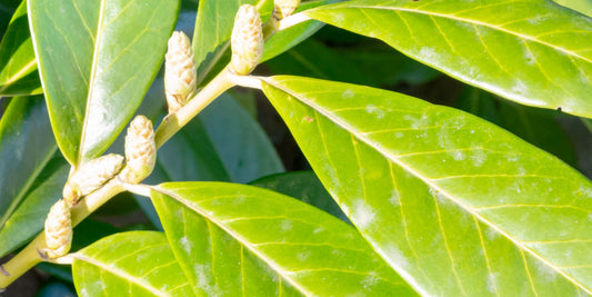 Pleached Cherry Laurel | Species In the Spotlight