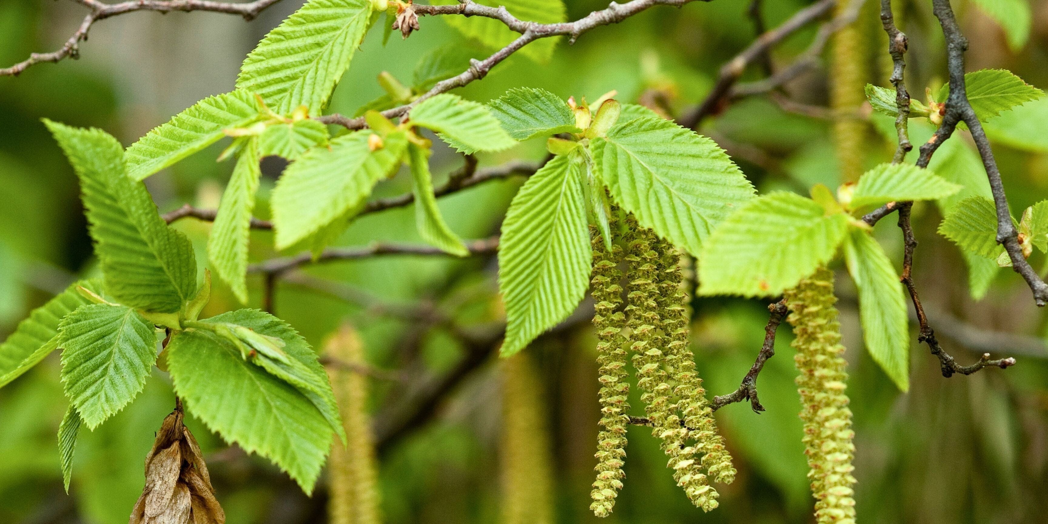 Species in the Spotlight: Pleached Hornbeam (Carpinus betulus) | The Complete Guide to Pleached Trees