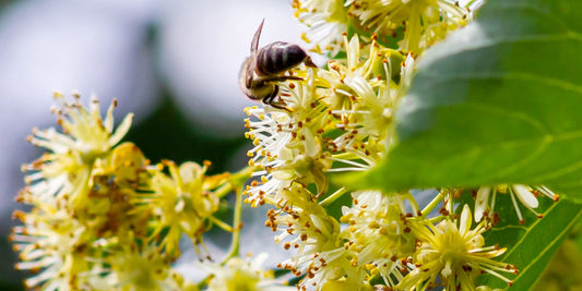 Pleached Lime Tilia | Species In the Spotlight