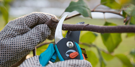 Pruning Guide: How and When to Prune Pleached Trees | The Complete Guide to Pleached Trees