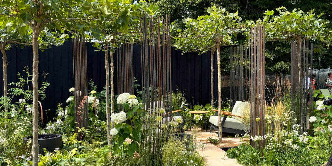 RHS Gold Medal! London Plane Parasol Trees Have Their Day in the Sun in A Garden of Two Tales | The Pleachy Post