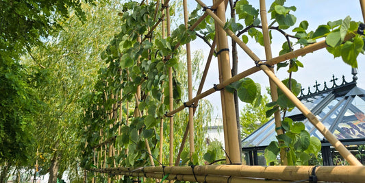 The Nectary Is Blooming and Our Trees Are on Their Way to The Gardeners' World Live | The Pleachy Post