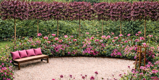 Tickled Pink as Our Cherry Plum Trees Head to BBC Gardeners’ World Live 2026 | The Pleachy Post