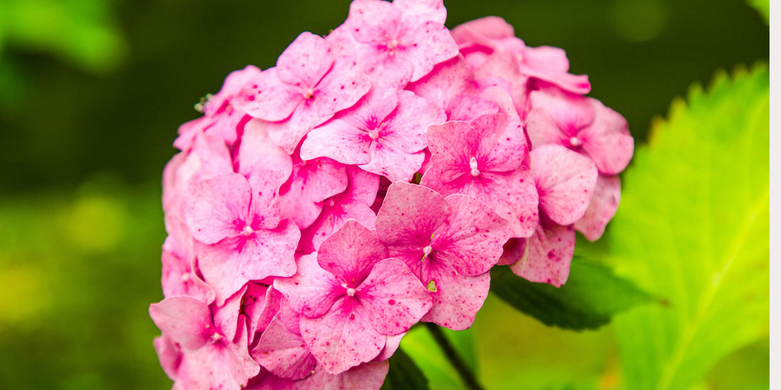 Win Tickets to BBC Gardeners’ World Live | The Pleachy Post