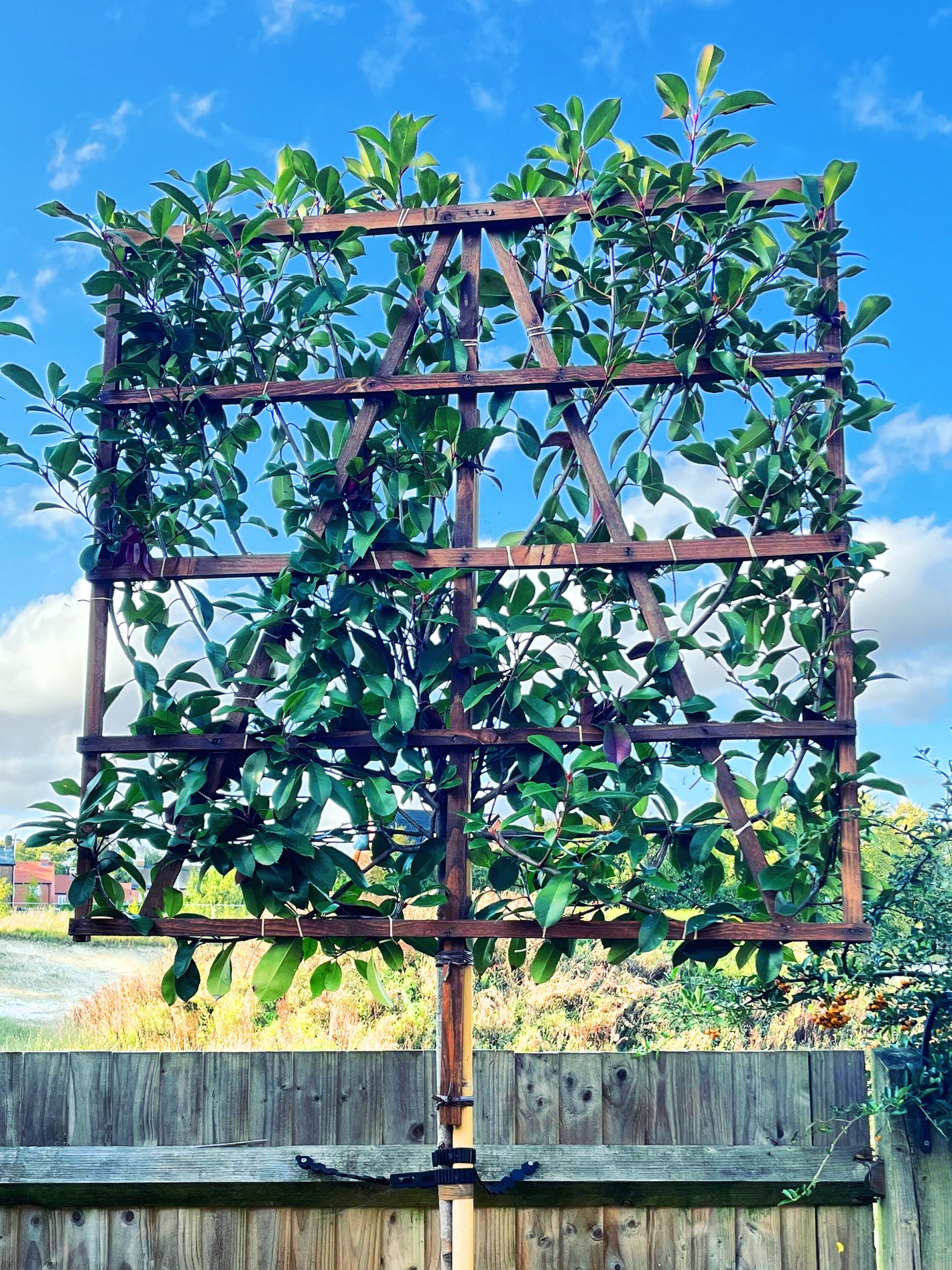 Red Robin pleached tree in Hampshire