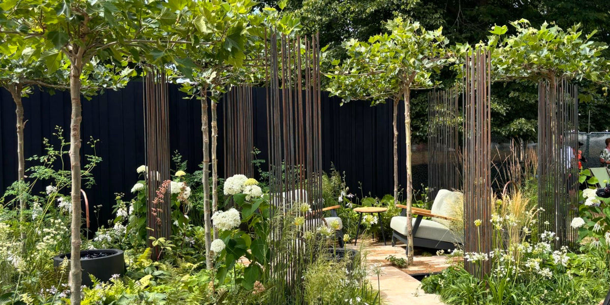 Pleached Trees for Sale in the UK | Free Delivery | Just Pleachy ...
