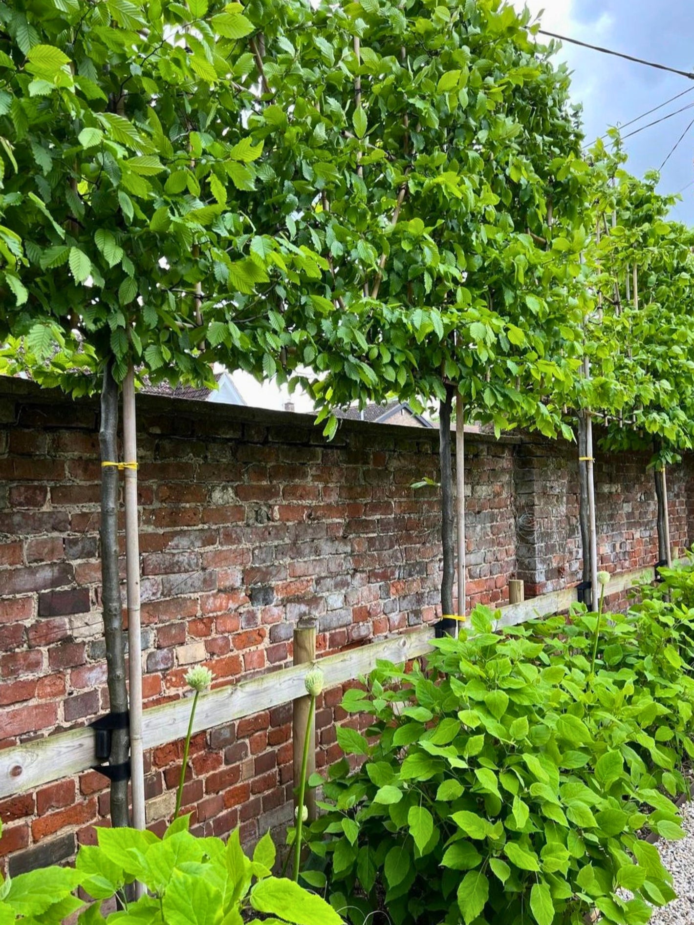 Hornbeam pleached trees