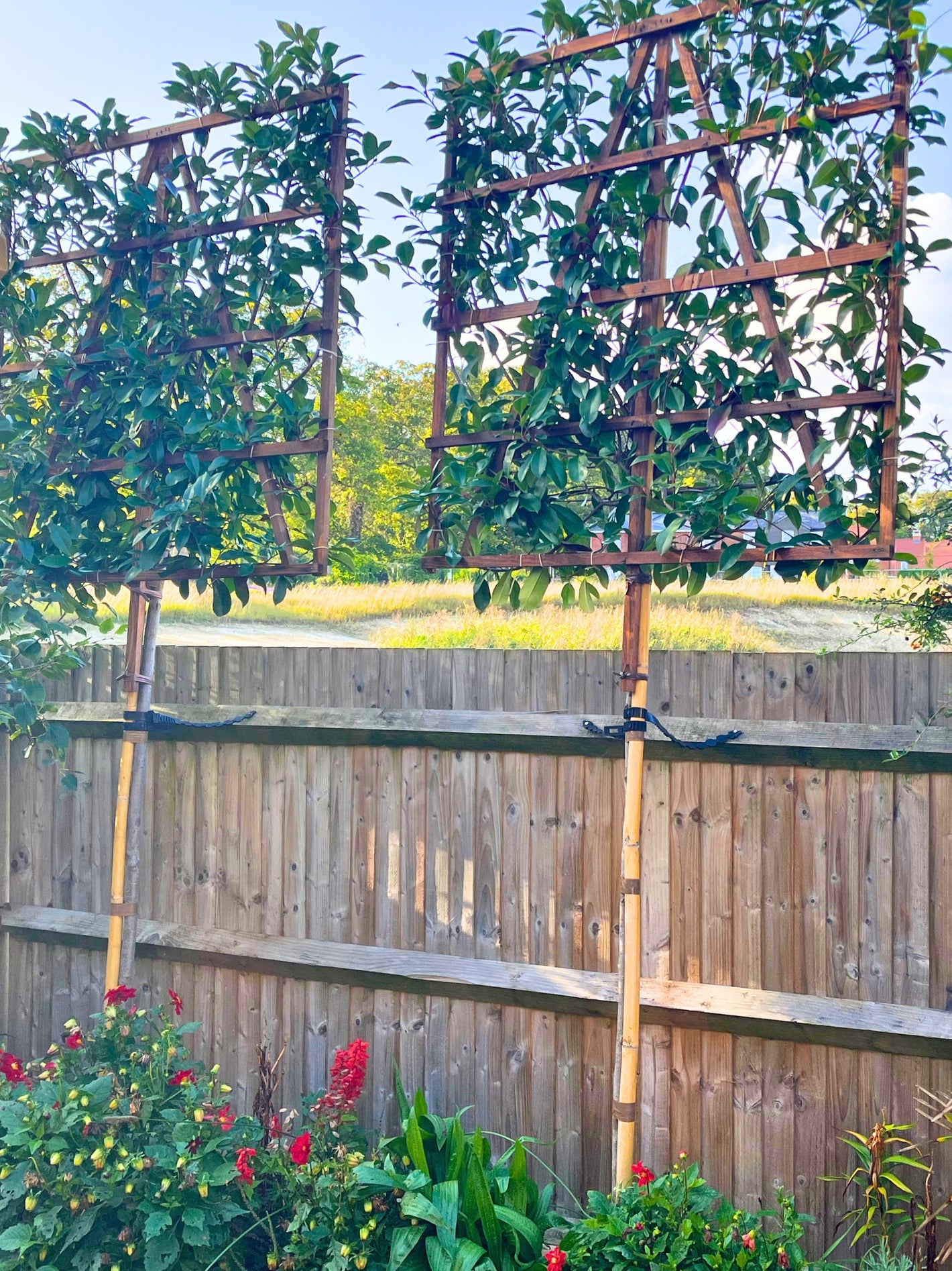 Red Robin pleached trees in Hampshire