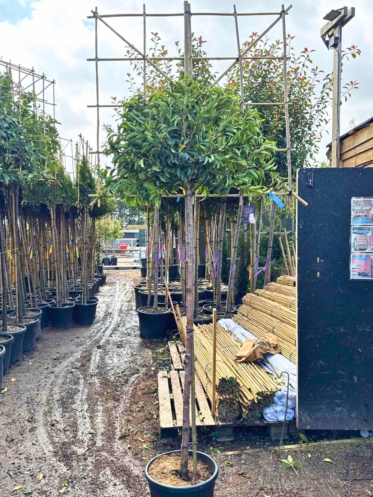 150cm / 12-14cm / 120x120cm / Freshly pleached / October