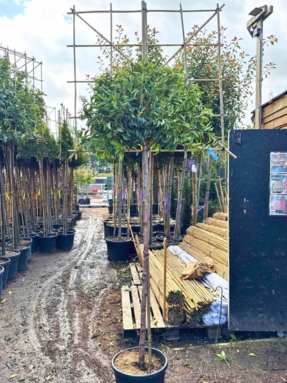 150cm / 12-14cm / 120x120cm / Freshly pleached / October