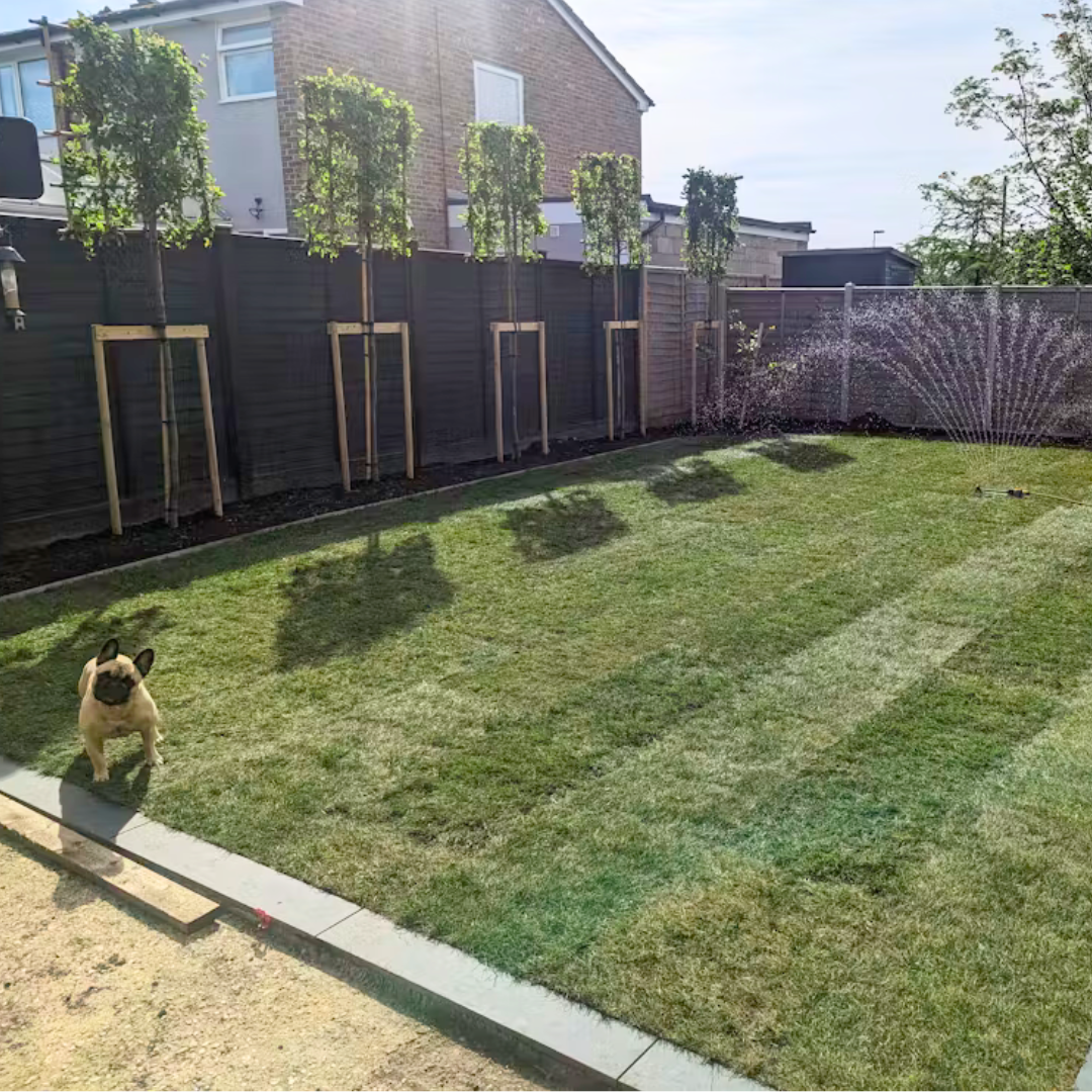 Hornbeam pleached trees in West Sussex