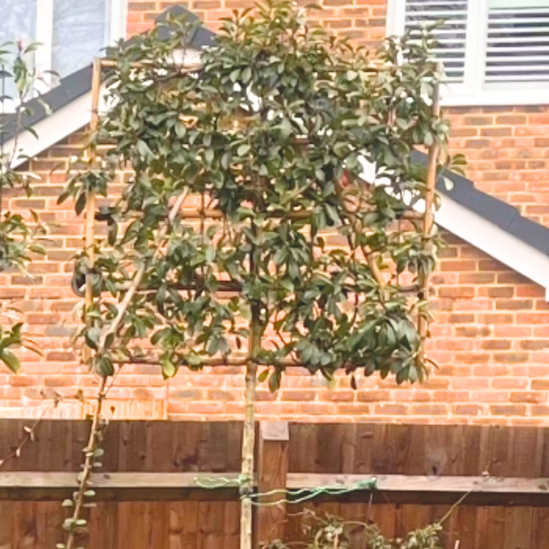 Red Robin peached tree in West Sussex