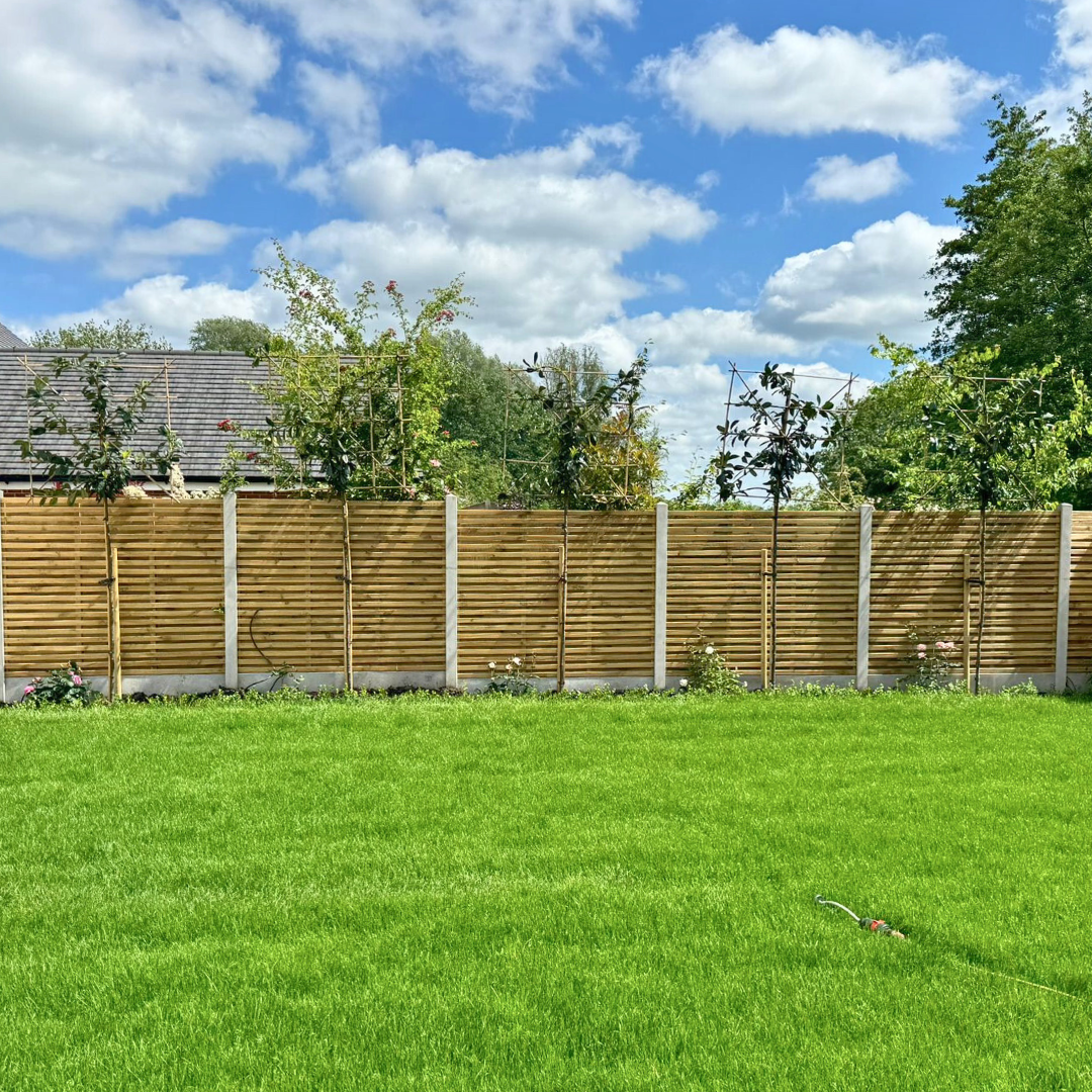 Novita Laurel pleached trees in Essex