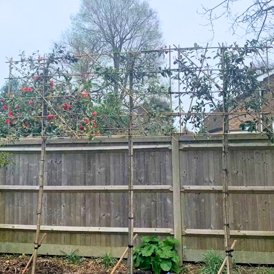 Pink Marble pleached trees in West Sussex