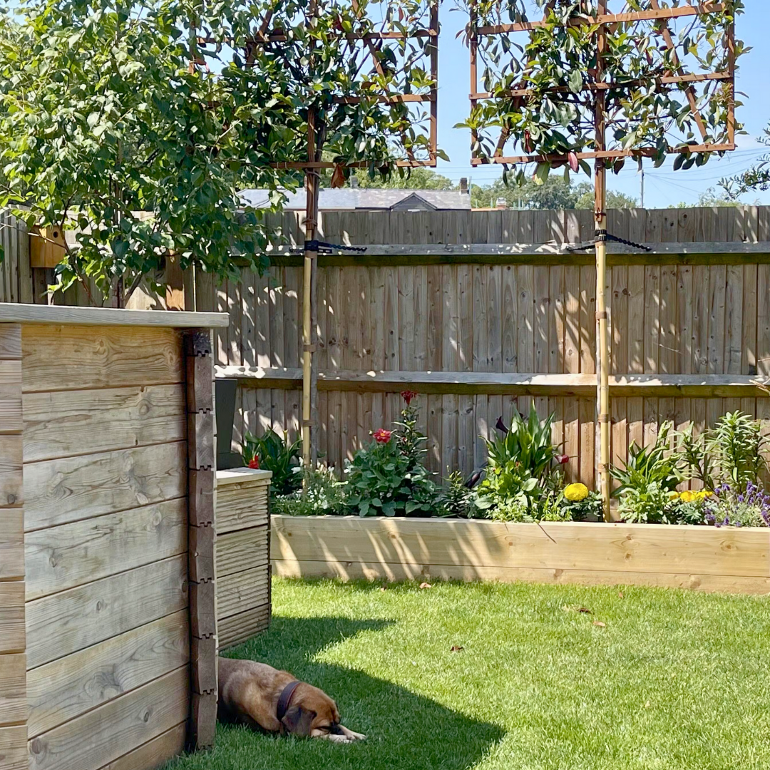 Red Robin pleached trees in Hampshire