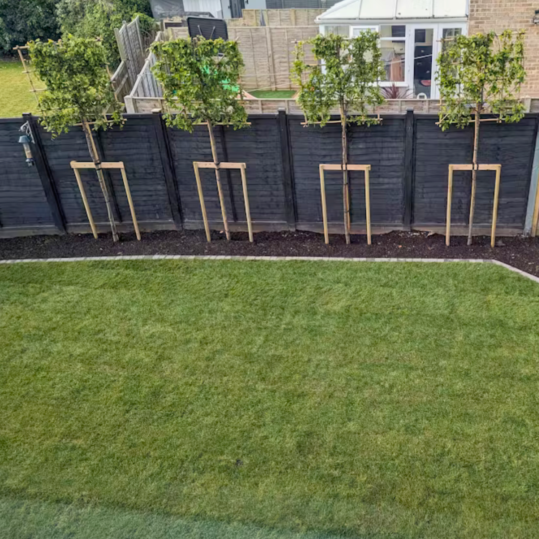 Hornbeam pleached trees in West Sussex