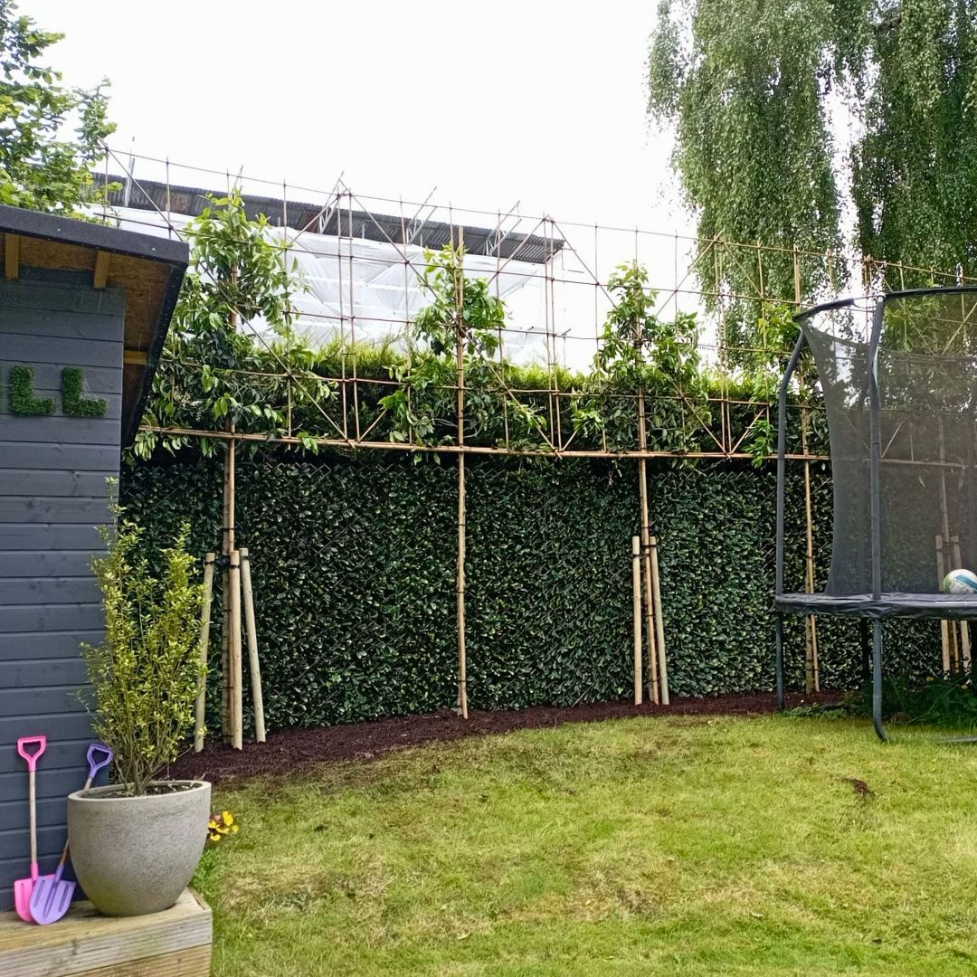 Japanese Privet Pleached Trees in Dorest