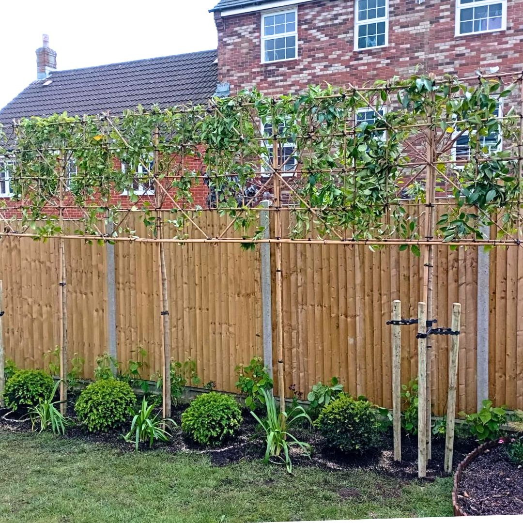 Japanese Privet Pleached Trees and The White Garden ready-made border in Dorest