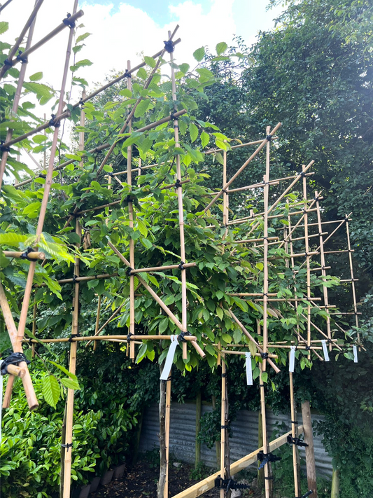 12-14cm / 120x120cm / Freshly pleached / June