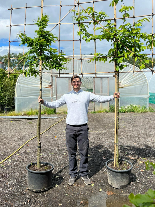  150cm / 8-10cm / 120x120cm / Freshly pleached / April