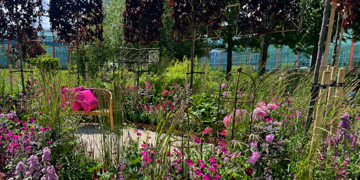 Pleached Trees for Sale in the UK | Free Delivery | Just Pleachy ...