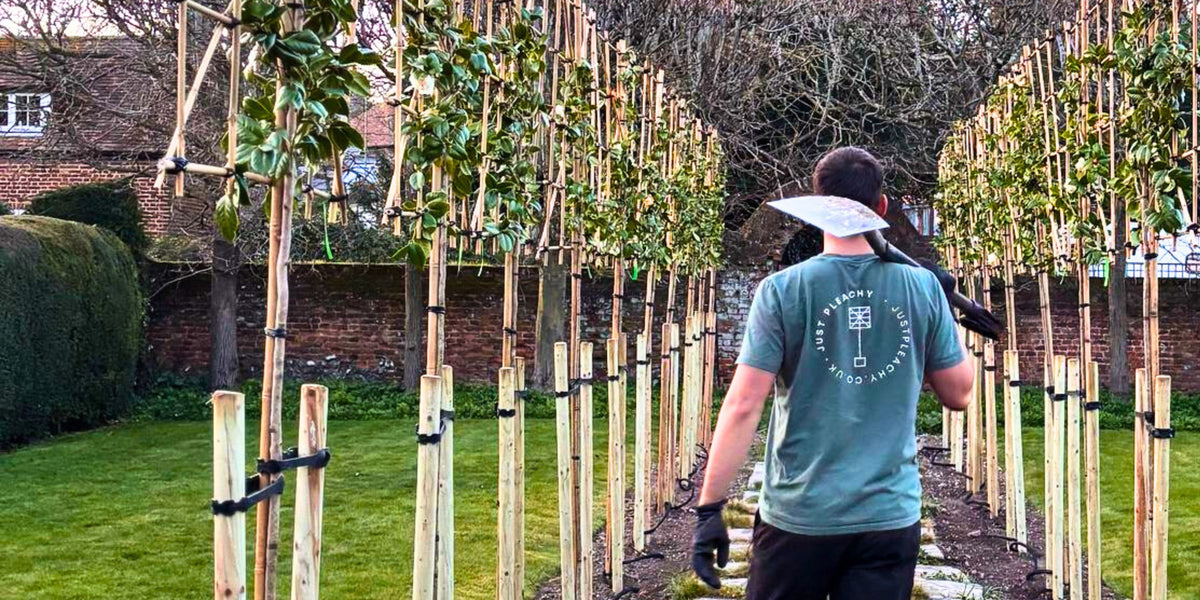 Pleached Trees for Sale in the UK | Free Delivery | Just Pleachy ...