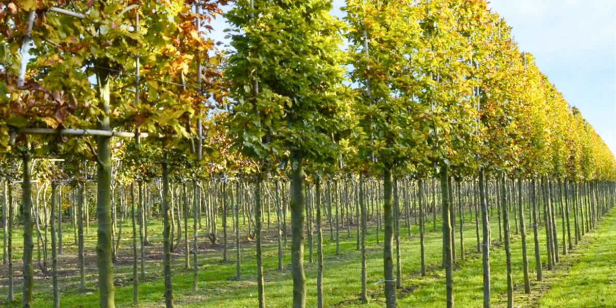 Pleached Trees for Sale in the UK | Free Delivery | Just Pleachy ...