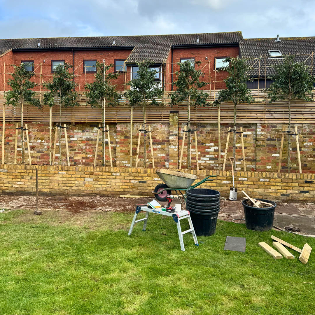 Portuguese Laurel pleached trees in London