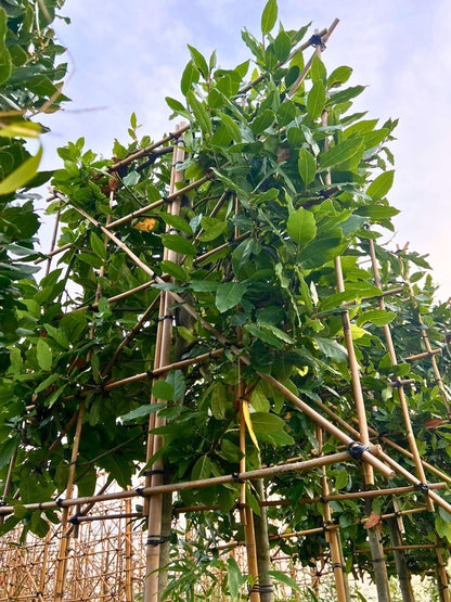 12-14cm / 120x120cm / With growth / January