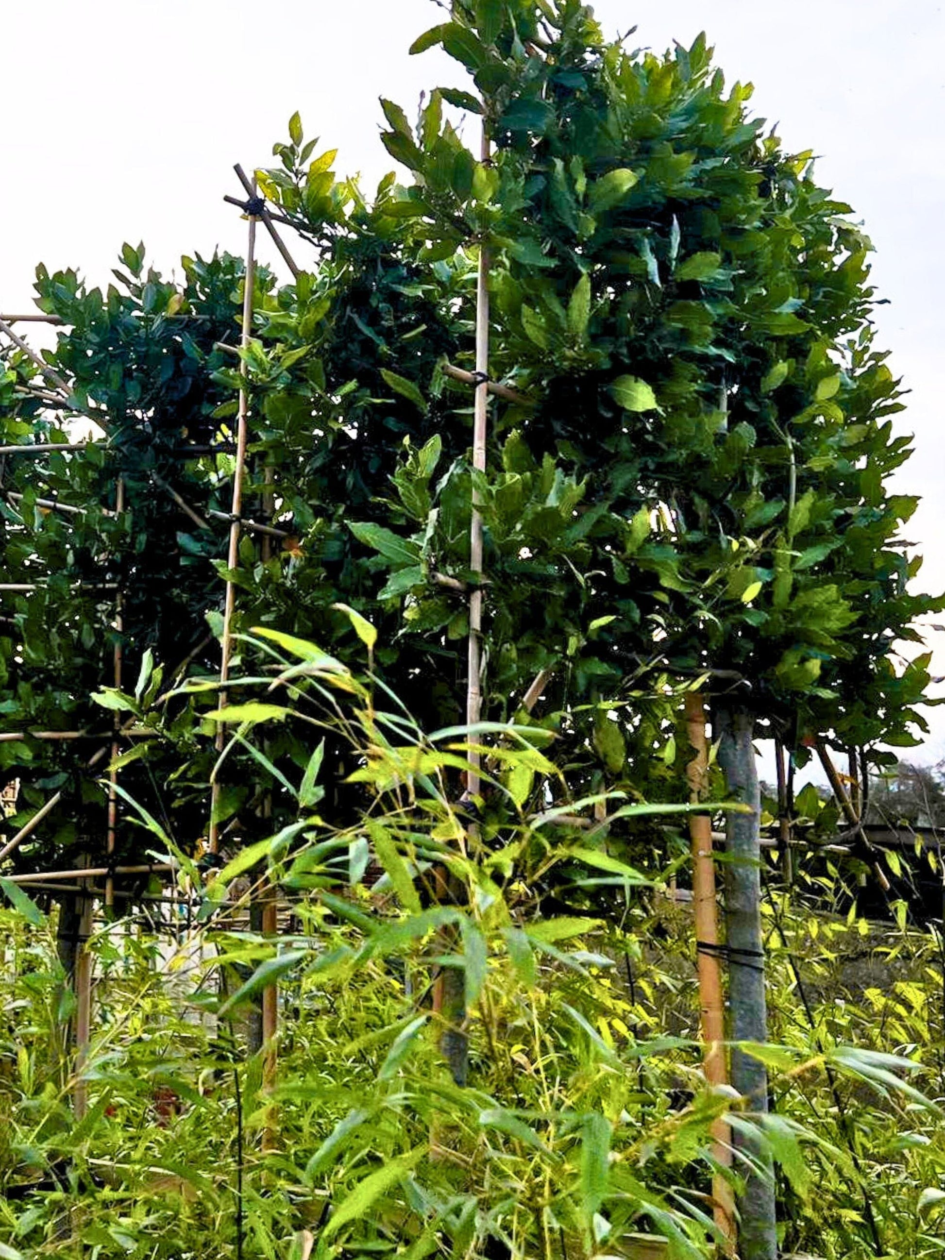 14-16cm / 120x120cm / With growth / January