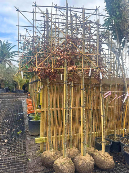 Beech Pleached Tree [Fagus sylvatica] for Privacy Screening  | Freshly Pleached Trees