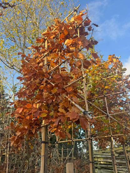 180cm / 14-16cm / 120x120cm / With growth / November