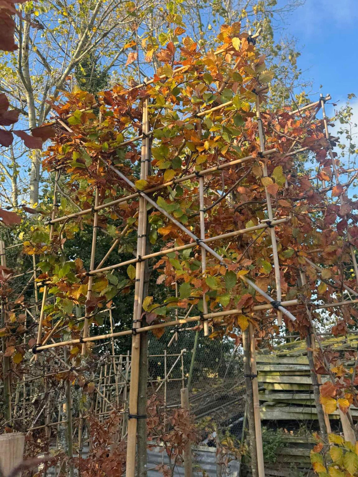 180cm / 14-16cm / 120x120cm / With growth / November