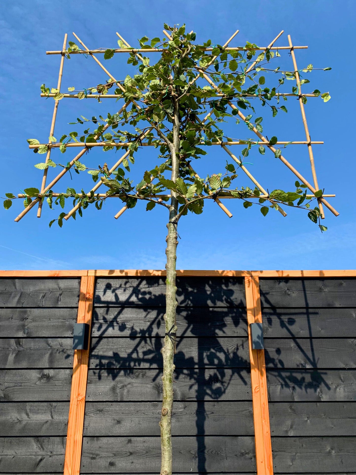 Beech Pleached Tree [Fagus sylvatica] for Privacy Screening | Potted