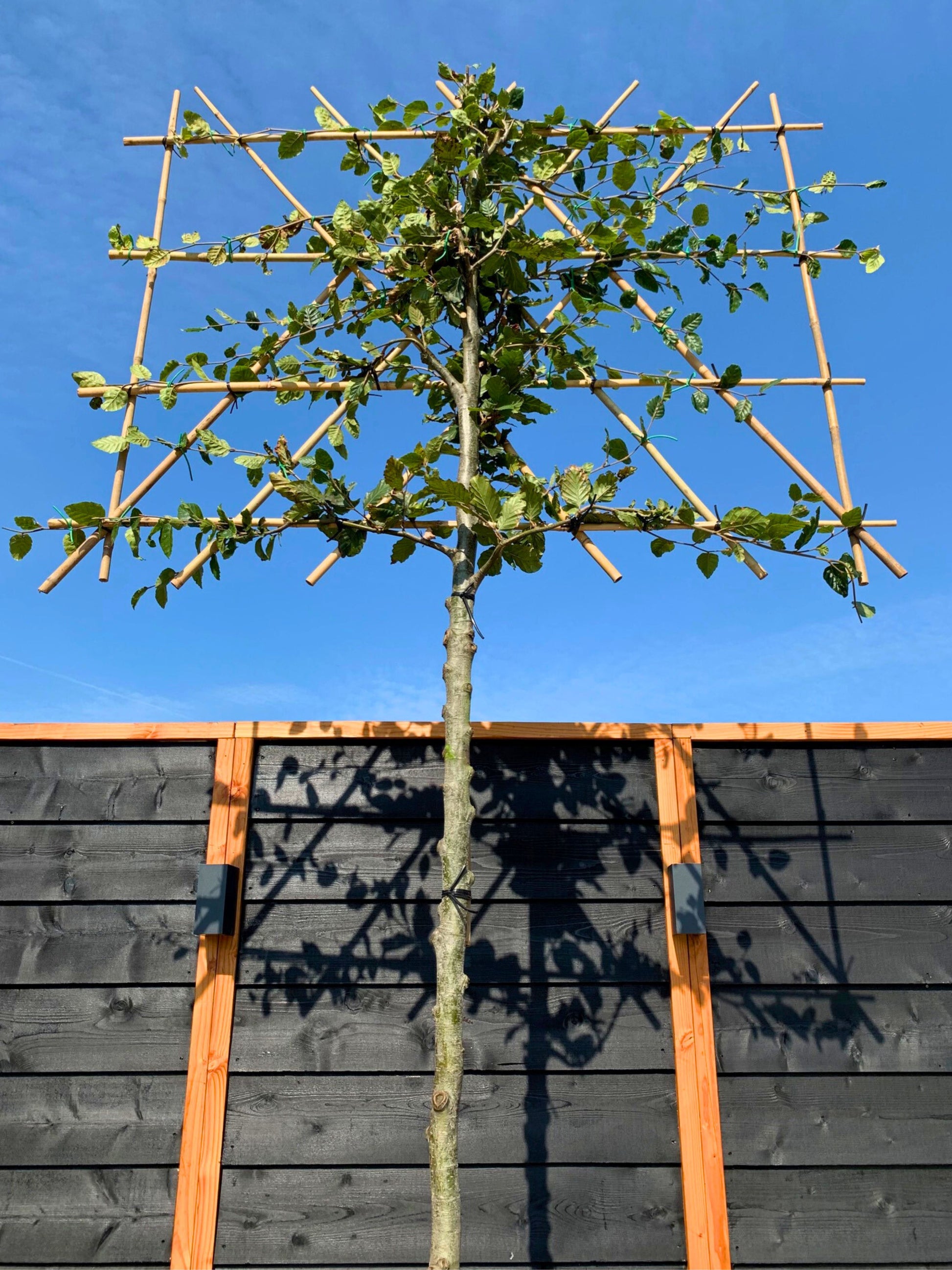 Beech Pleached Tree [Fagus sylvatica] for Privacy Screening | Potted