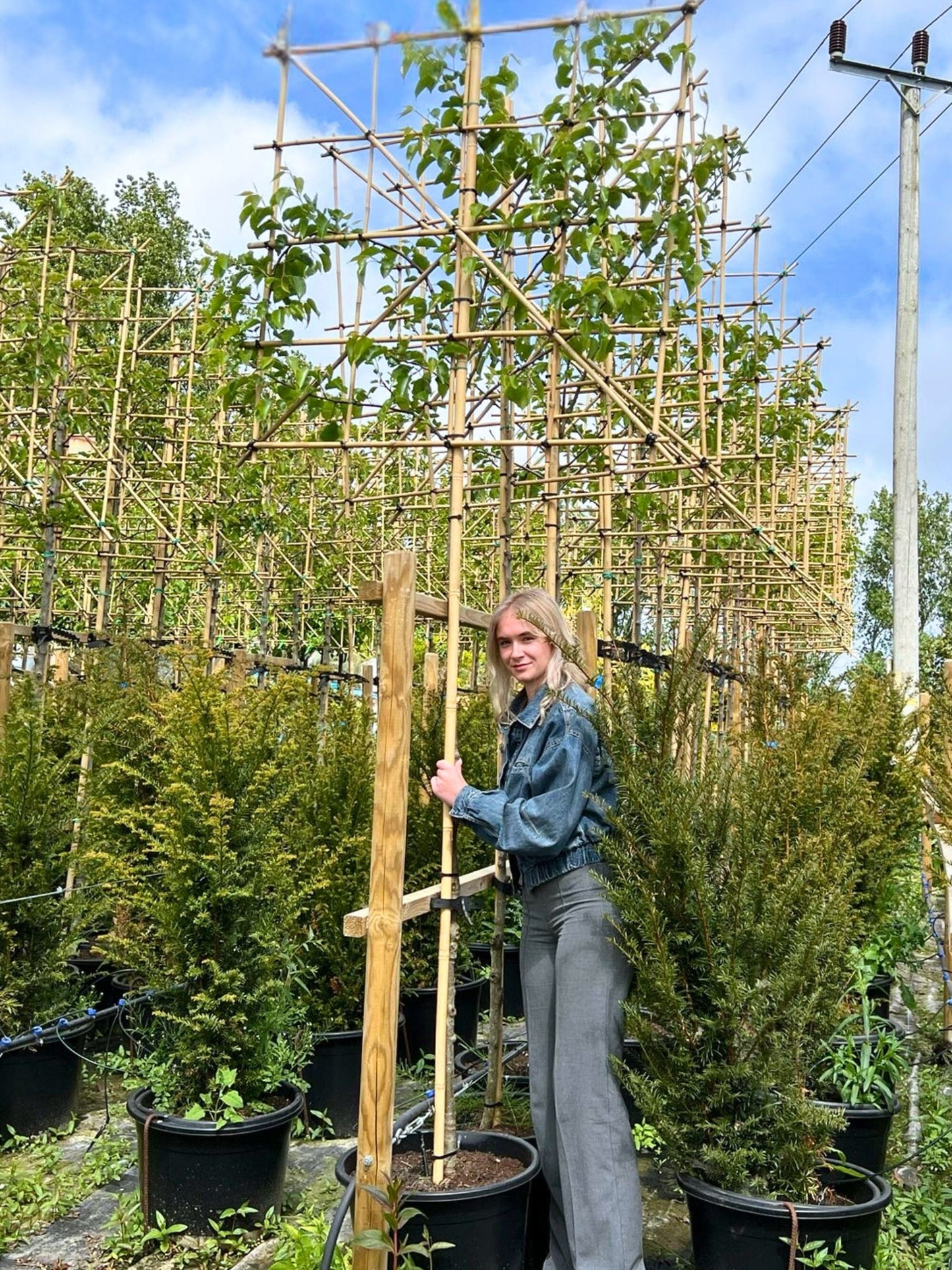 180cm / 12-14cm / 120x120cm / Freshly pleached / May
