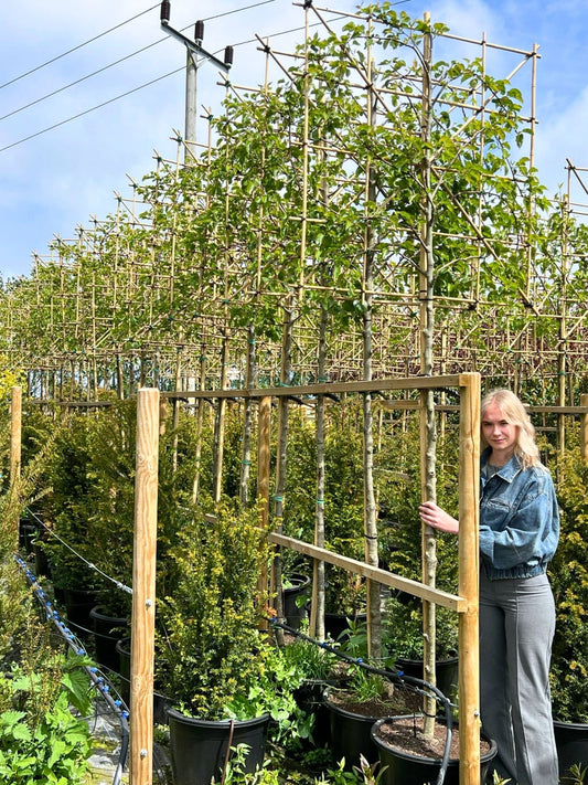 180cm / 14-16cm / 120x120cm / Freshly pleached / May