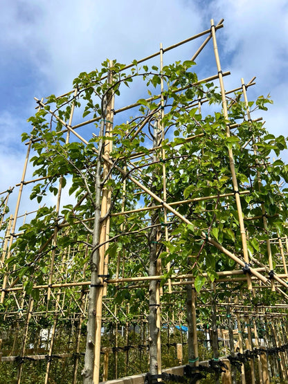 180cm / 12-14cm / 120x120cm / Freshly pleached / May