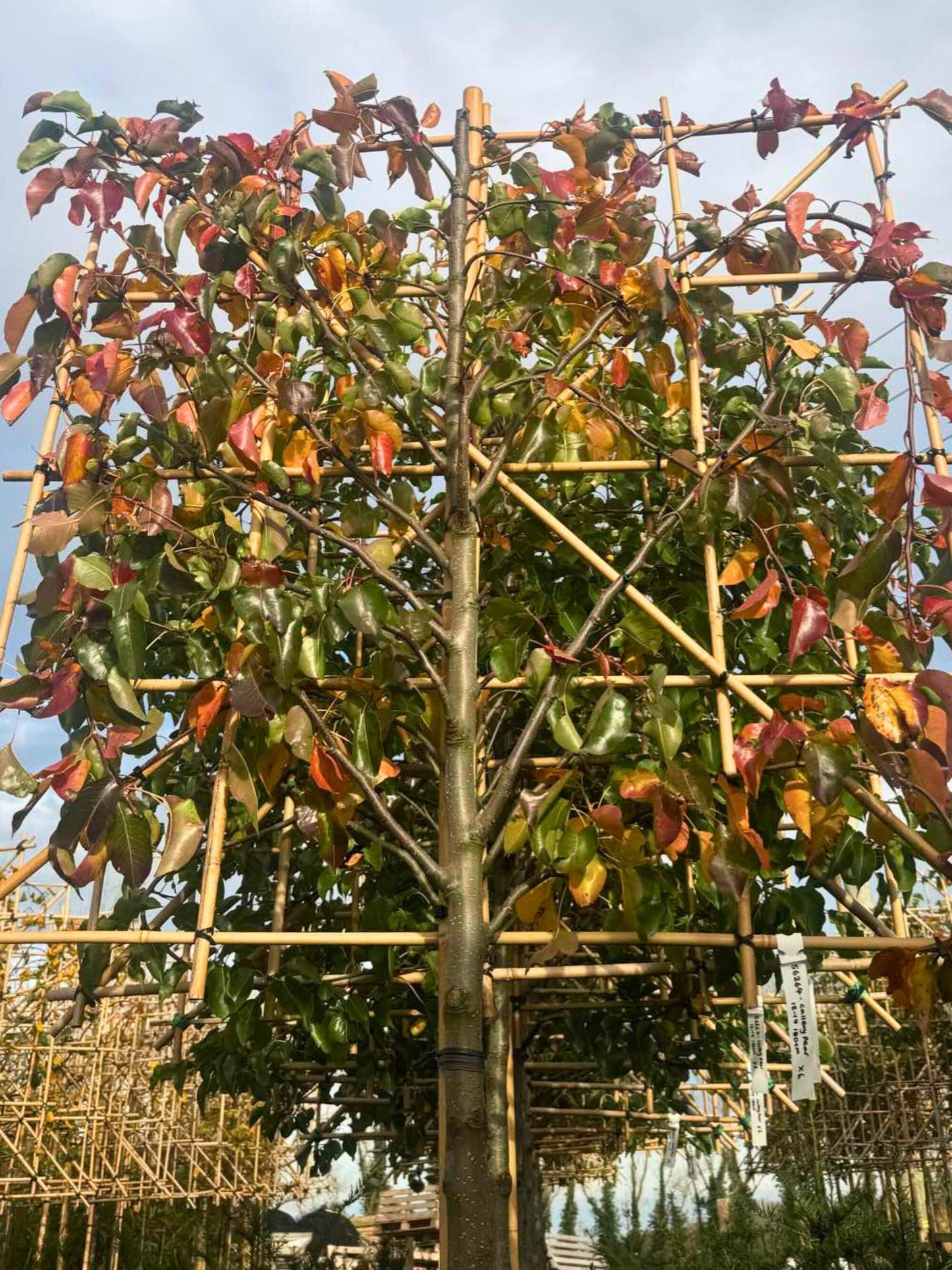 180cm / 12-14cm / 120x120cm / With growth / November