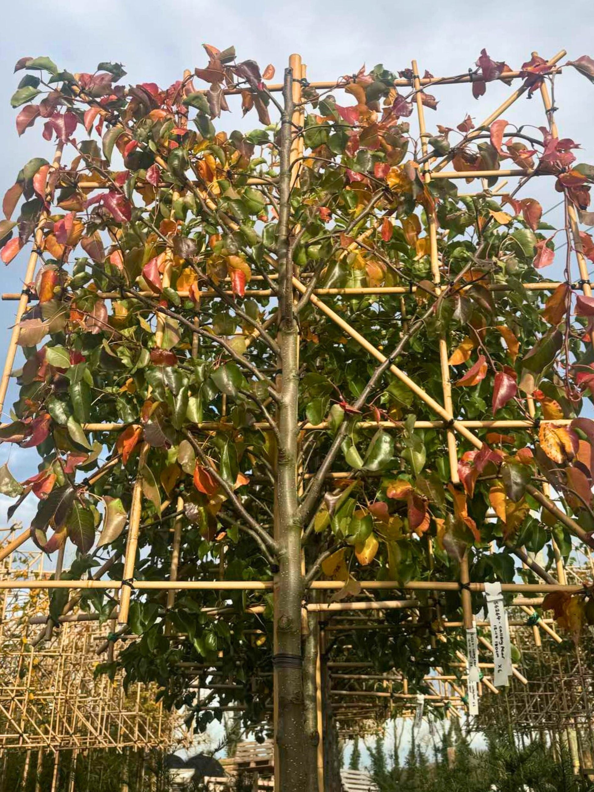 180cm / 12-14cm / 120x120cm / With growth / November