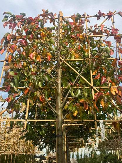 180cm / 12-14cm / 120x120cm / With growth / November